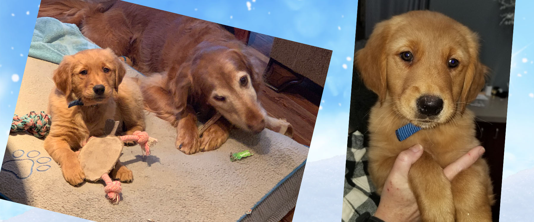 Read article: The New Puppy